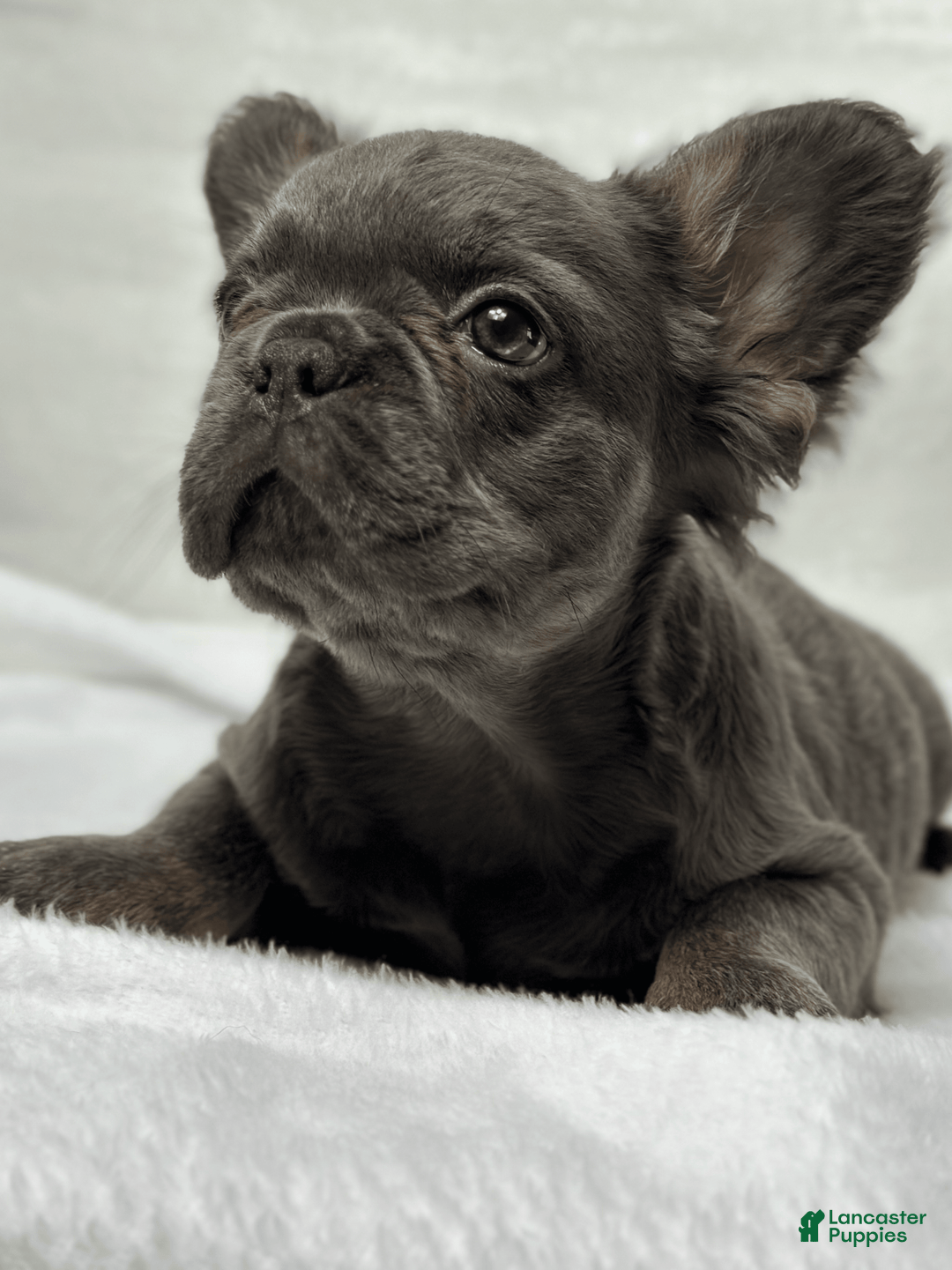 French Bulldog dogs for sale: Sky - Image 1