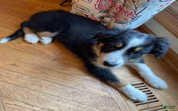 Australian Shepherd dogs for sale: Jb - Image 1