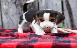 Beagle dogs for sale: Kobe - Image 18