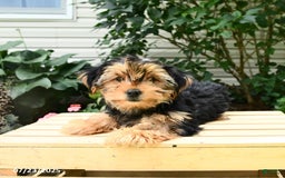 Yorkshire Terrier dogs for sale: Benny - Image 5