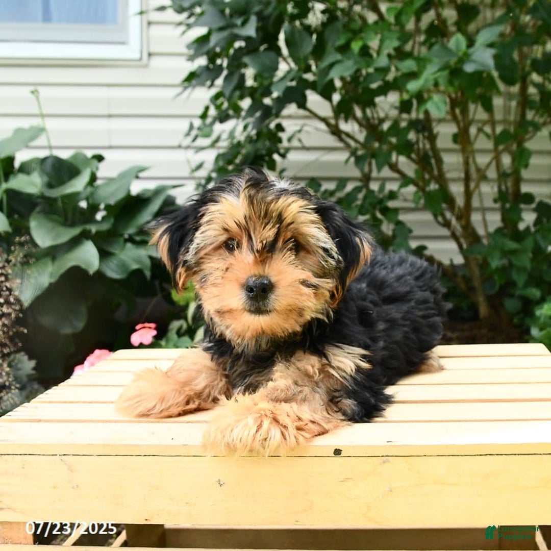 Yorkshire Terrier dogs for sale: Benny - Image 5