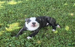 Olde English Bulldogge dogs for sale: Jp - Image 17