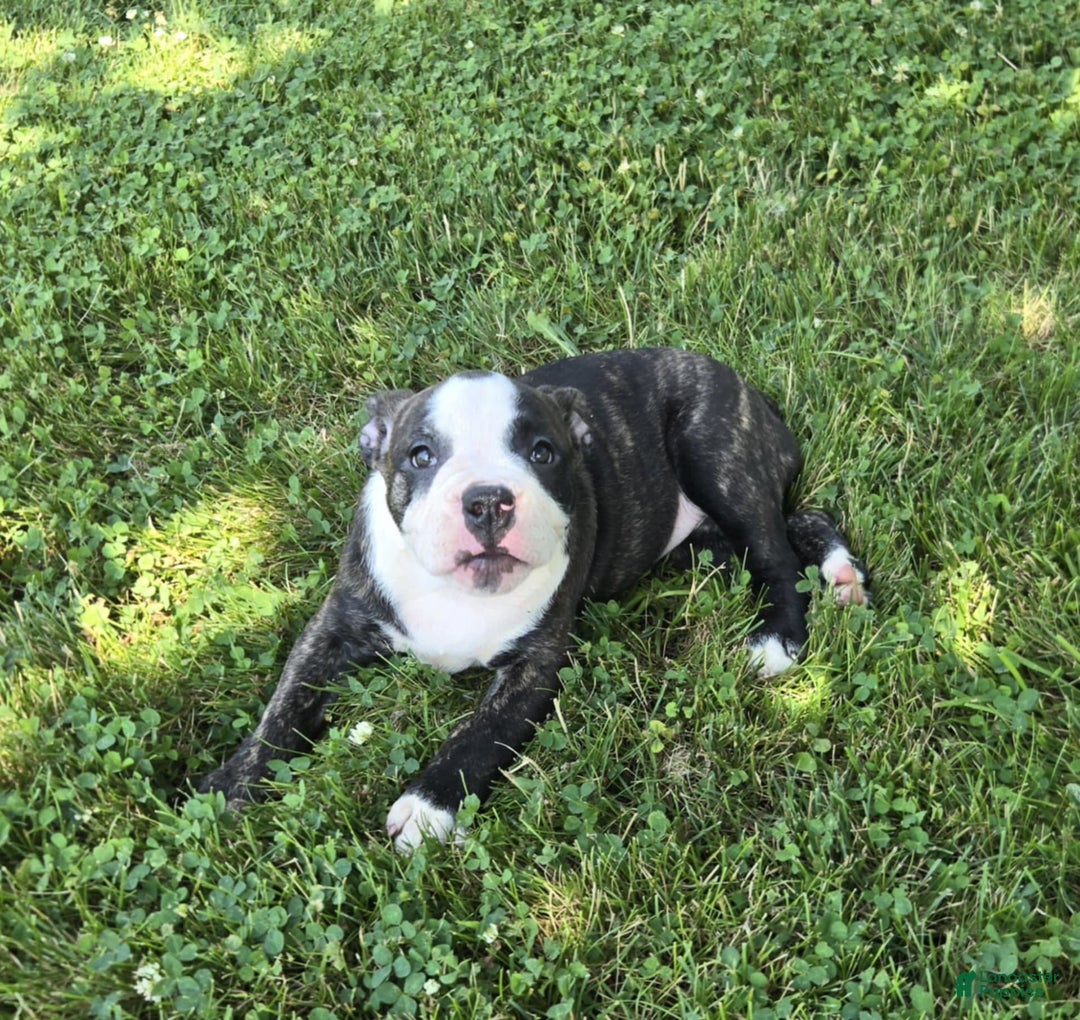 Olde English Bulldogge dogs for sale: Jp - Image 17