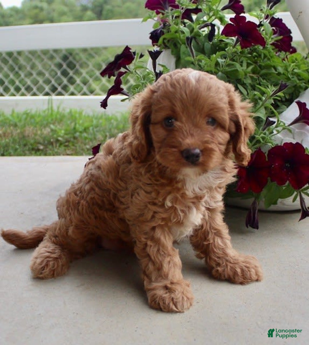 Cavapoo dogs for sale: Olive - Image 5