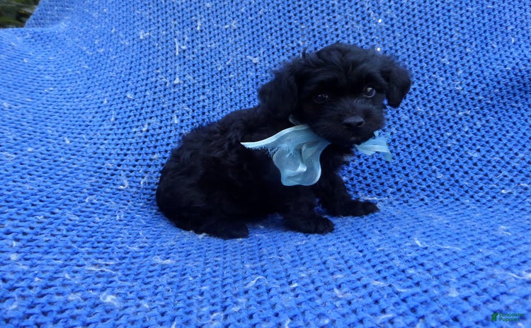 Maltipoo dogs for sale - Ad 4