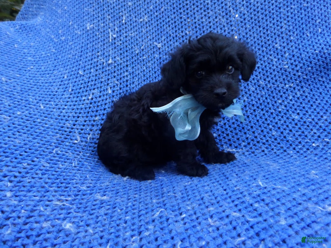 Maltipoo dogs for sale: Harold - Image 1