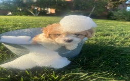 Cavachon dogs for sale: Diego - Image 7