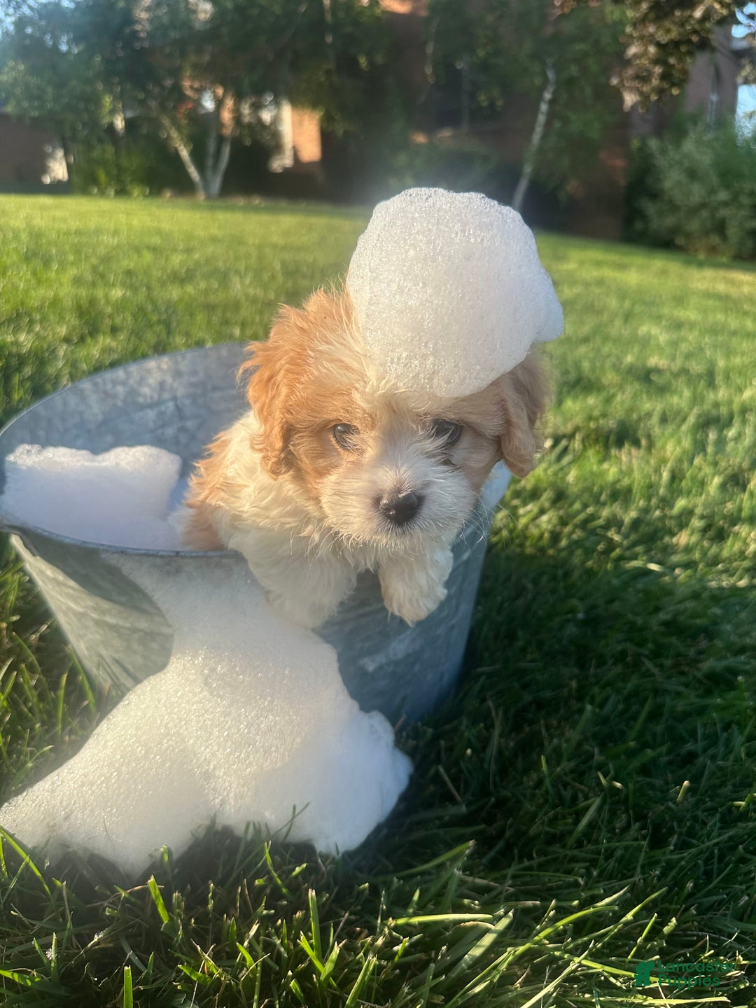 Cavachon dogs for sale: Diego - Image 7