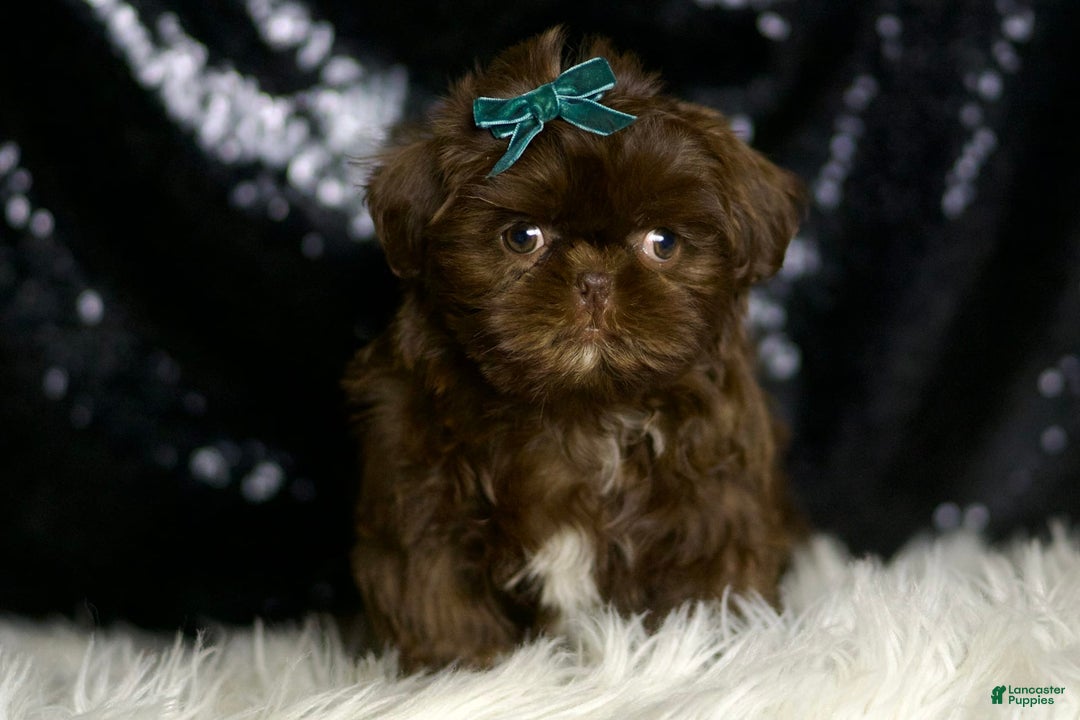 Shih Tzu dogs for sale: Peanut - Image 7