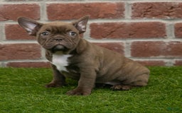 Frenchton dogs for sale: Bonnie - Image 5