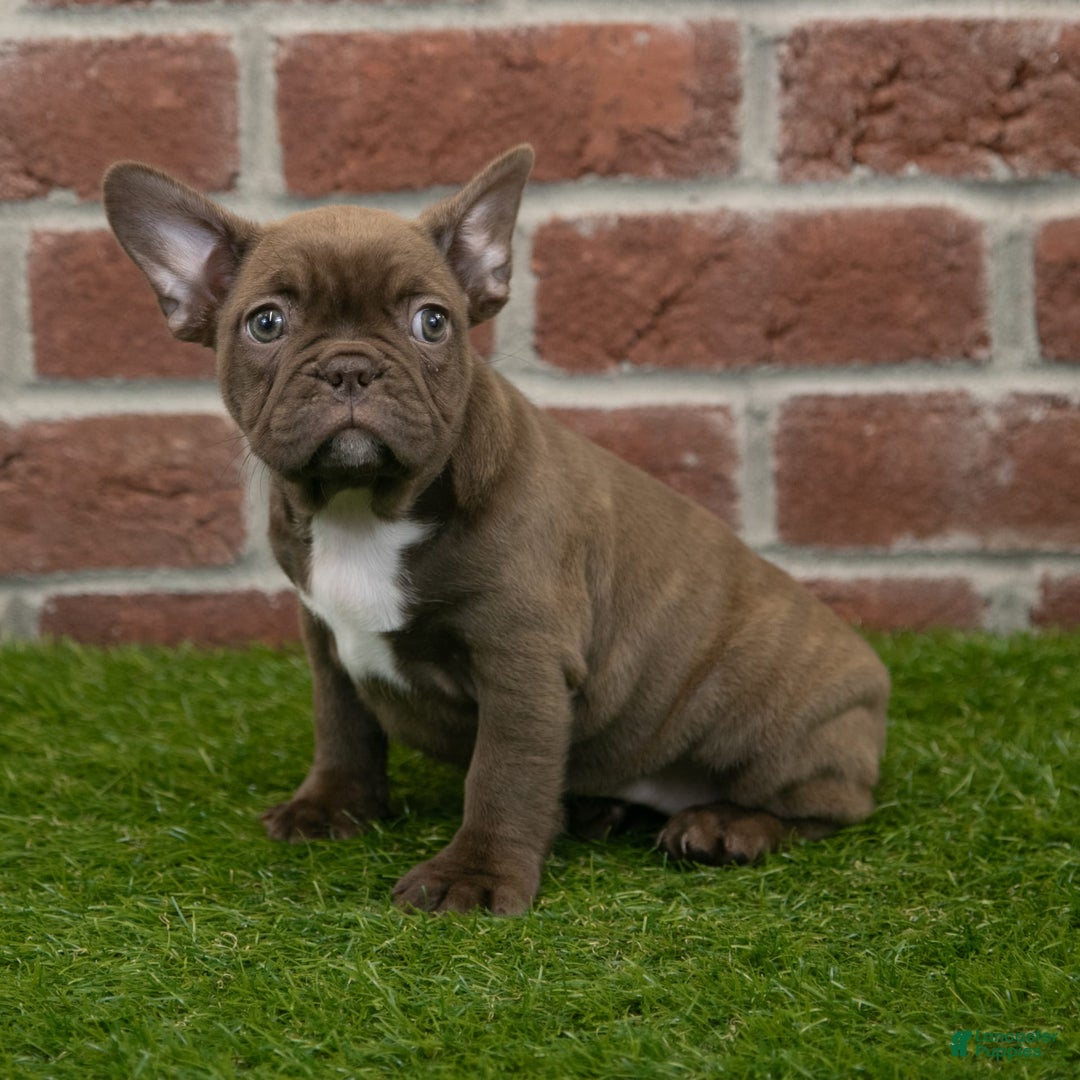 Frenchton dogs for sale: Bonnie - Image 5