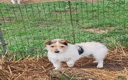 Jack Russell Terrier dogs for sale: Gilbert - Image 6