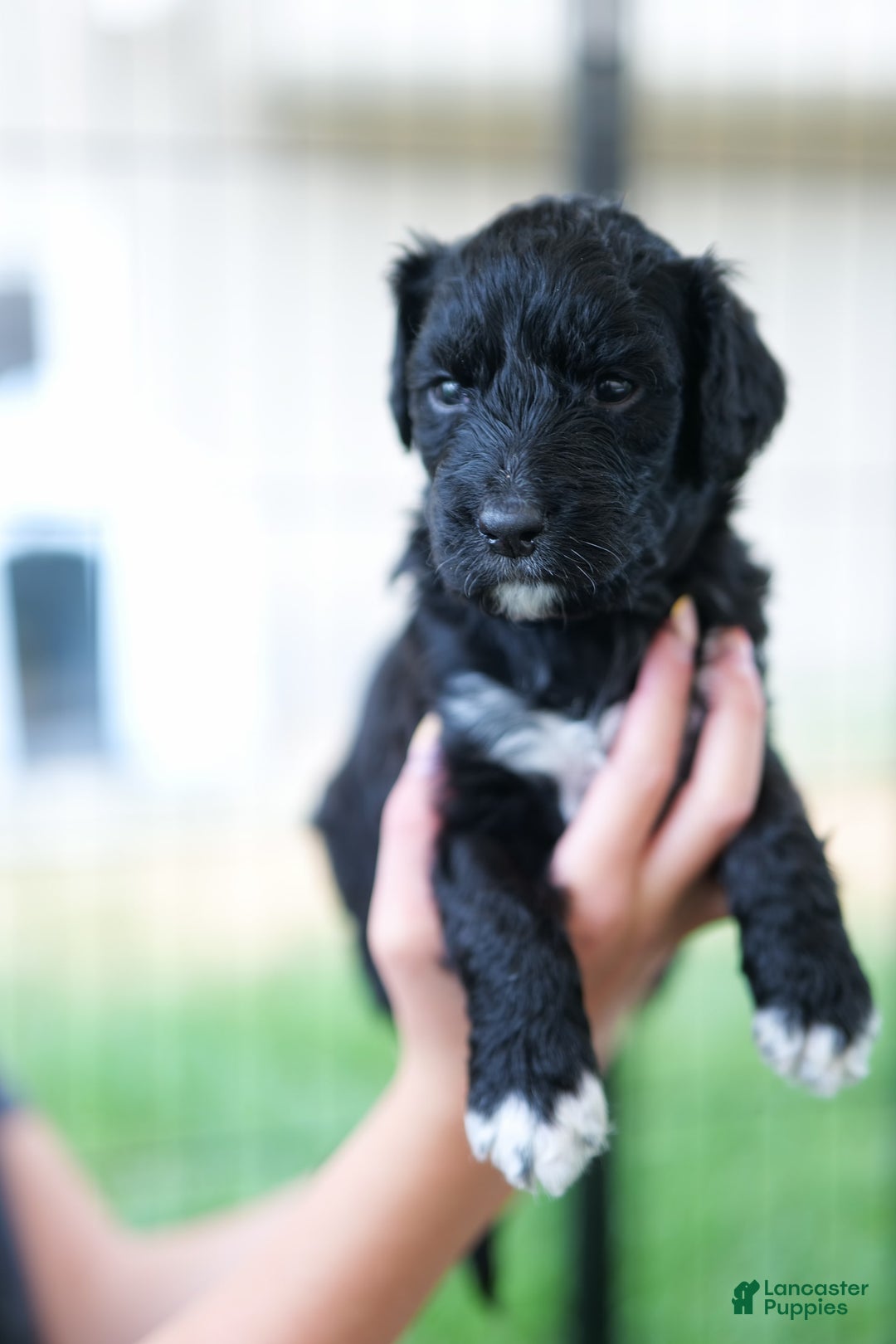 Bernedoodle dogs for sale: Miss Evon - Image 1