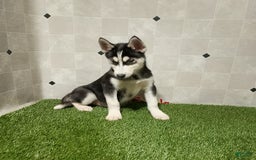 Siberian Husky dogs for sale: Lannie - Image 7