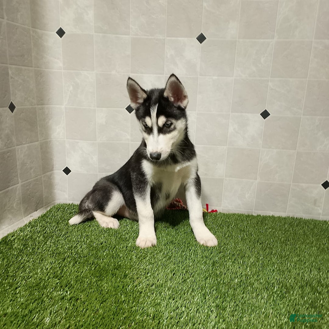 Siberian Husky dogs for sale: Lannie - Image 7