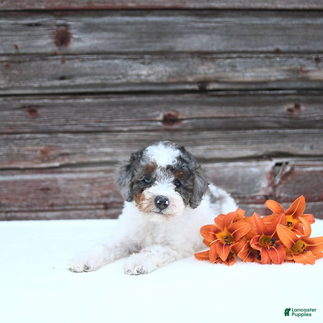 Miniature Poodle dogs for sale: Mac - Image 6