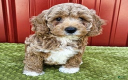 Miniature Poodle dogs for sale: Benny - Image 1