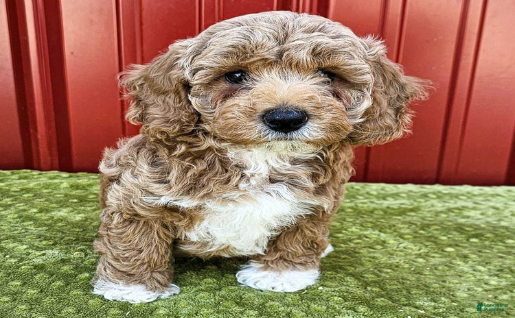 Miniature Poodle dogs for sale - Ad 5