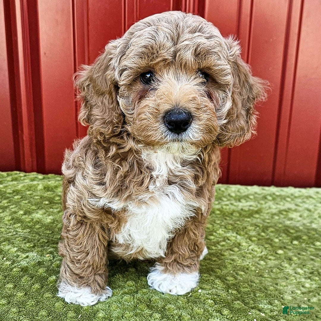 Miniature Poodle dogs for sale: Benny - Image 1