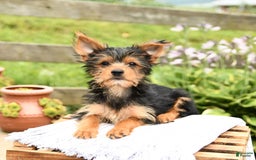 Yorkshire Terrier dogs for sale: Chester - Image 9