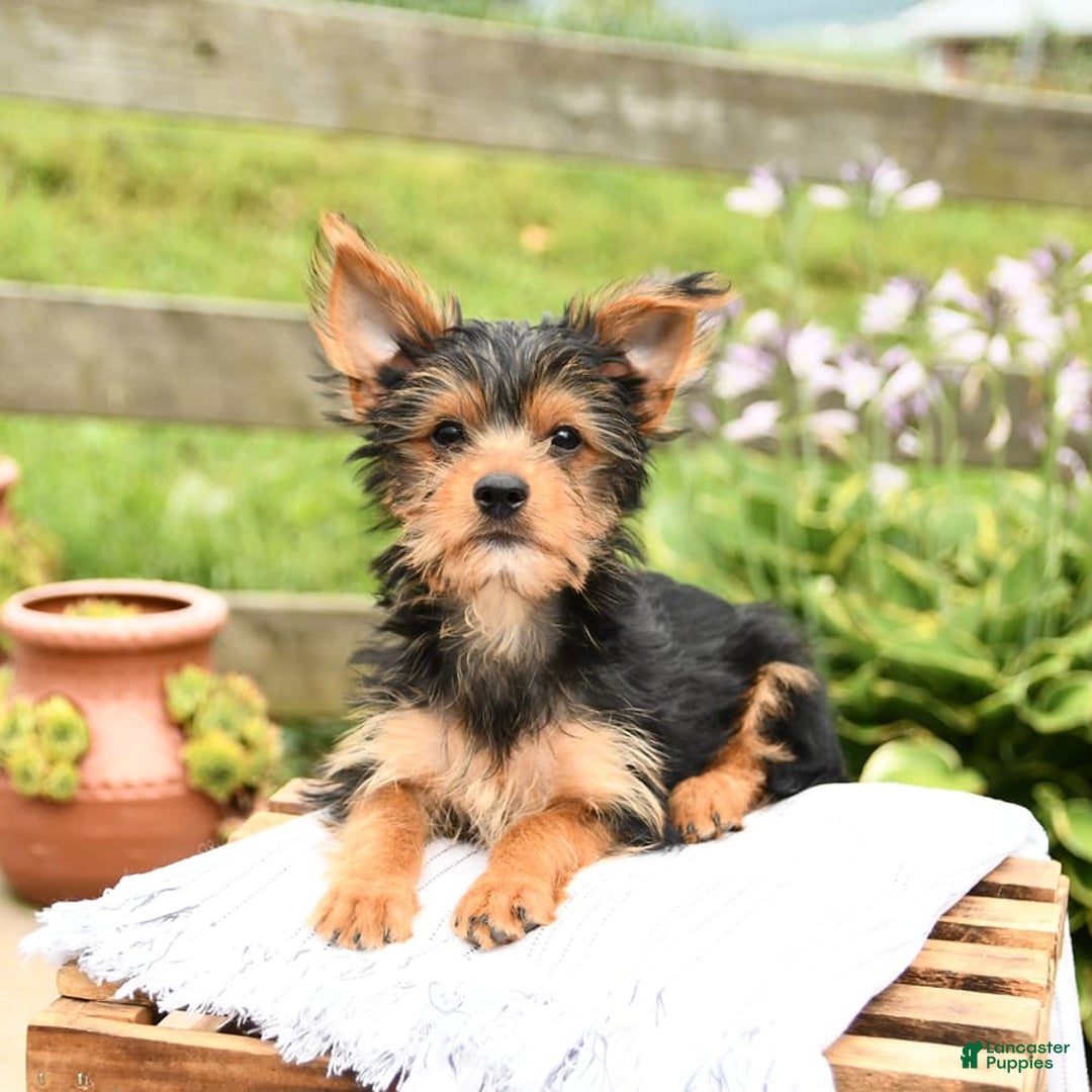 Yorkshire Terrier dogs for sale: Chester - Image 9