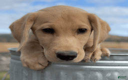 Labrador Retriever dogs for sale: Clyde - Image 2