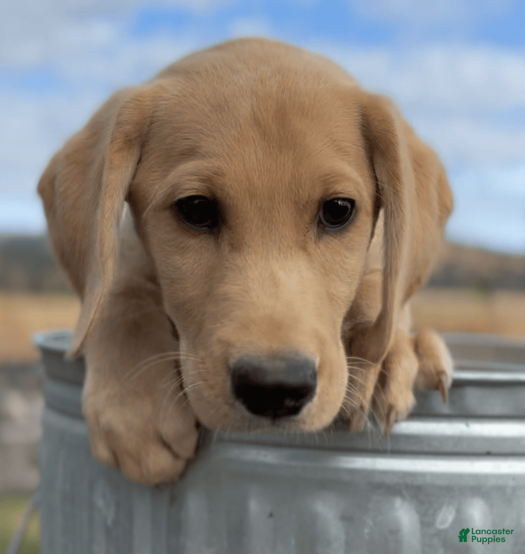 Labrador Retriever dogs for sale: Clyde - Image 2