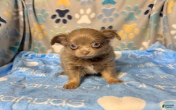 Chihuahua dogs for sale: Tobias Lavender Long Coat - Image 27