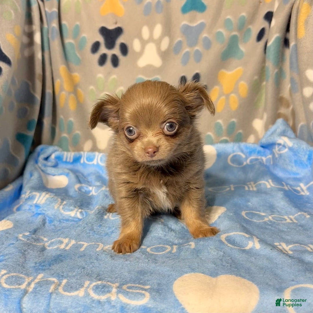 Chihuahua dogs for sale: Tobias Lavender Long Coat - Image 27