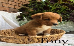 Welsh Corgi Pembroke dogs for sale: Tony - Image 6