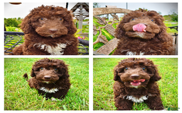 Havapoo dogs for sale: Teddy - Image 1