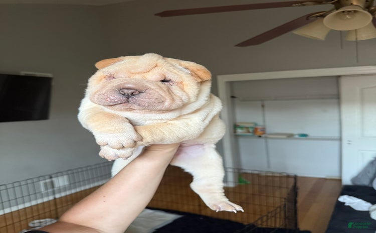 Shar Pei dogs - Advert 4