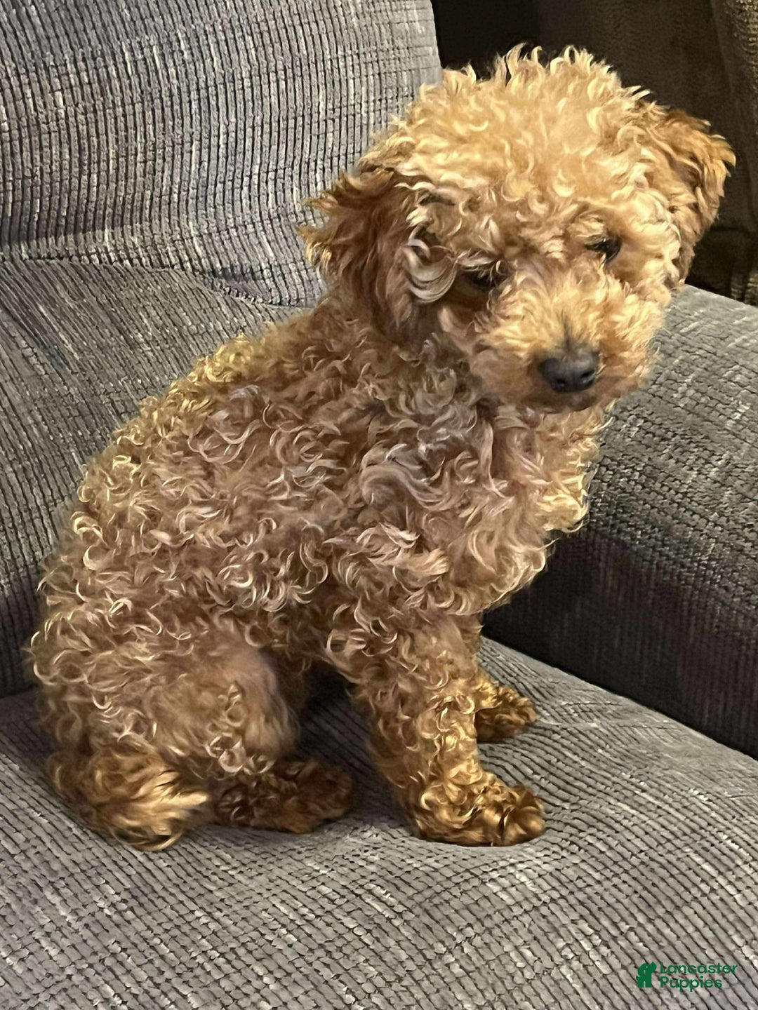 Toy Poodle dogs for sale: Lady red - Image 4