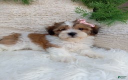 Teddy Bear dogs for sale: Teddy Bear 6 puppies - Image 16