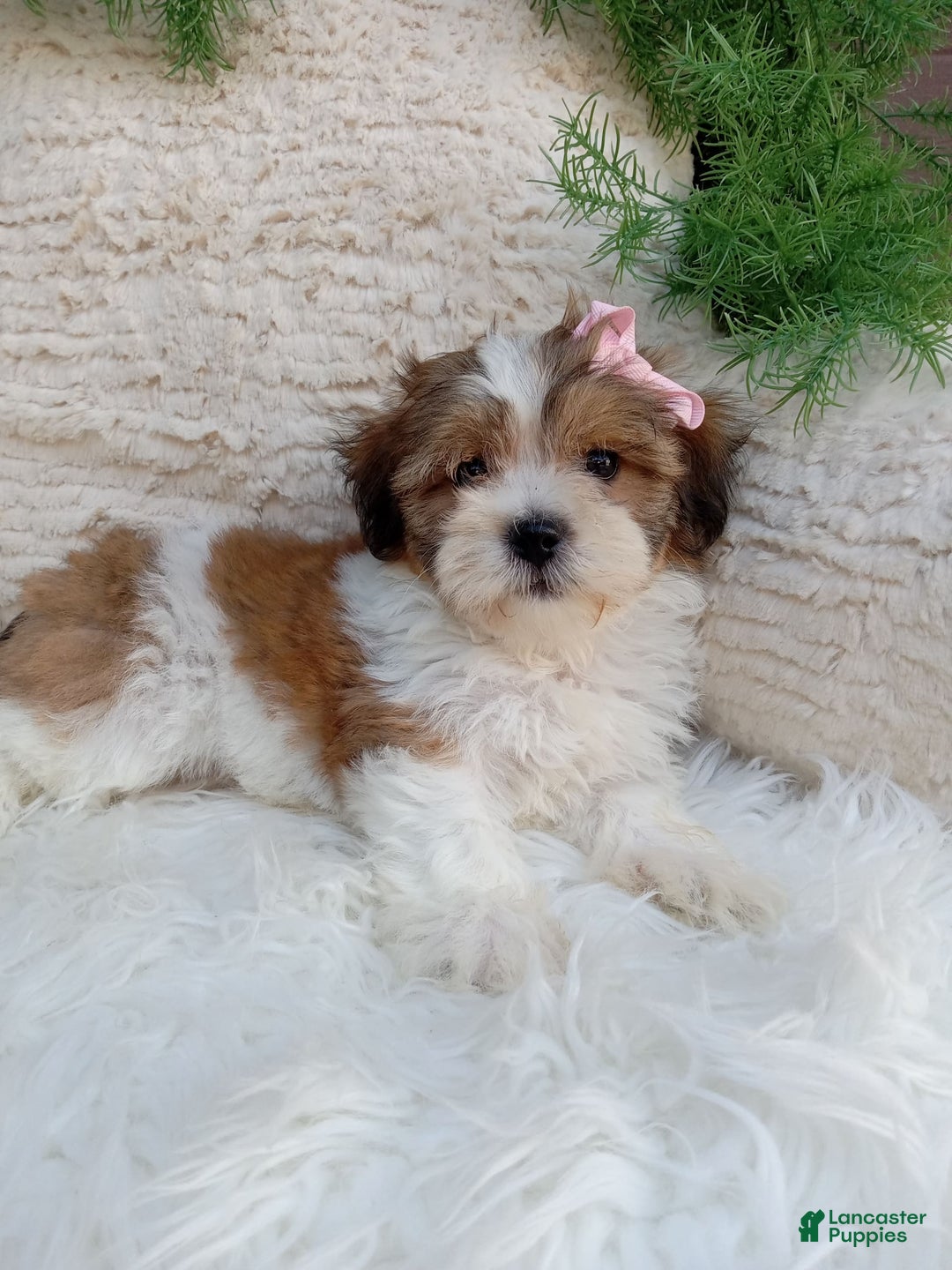 Teddy Bear dogs for sale: Teddy Bear 6 puppies - Image 16