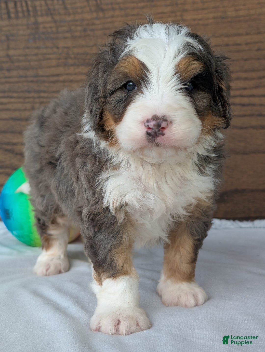 Mini Bernedoodle dogs for sale: Louie - Image 5
