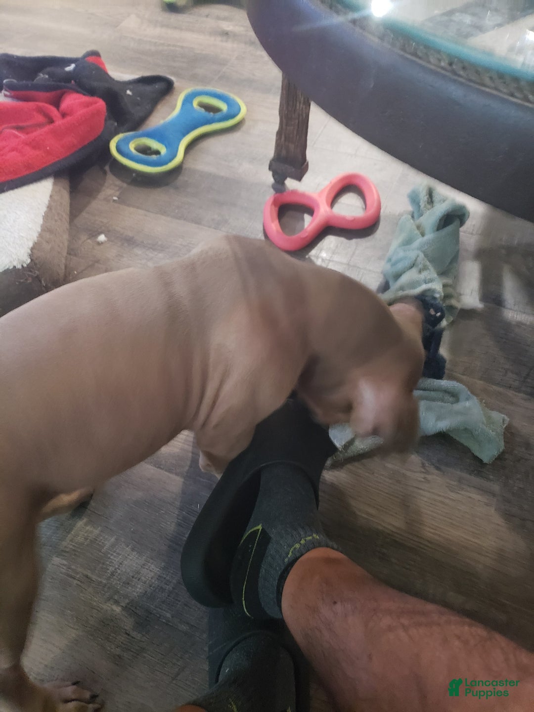 American Bully dogs for sale: Big Hoss - Image 86
