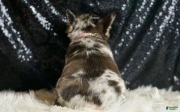French Bulldog dogs for sale: Mocha - Image 4