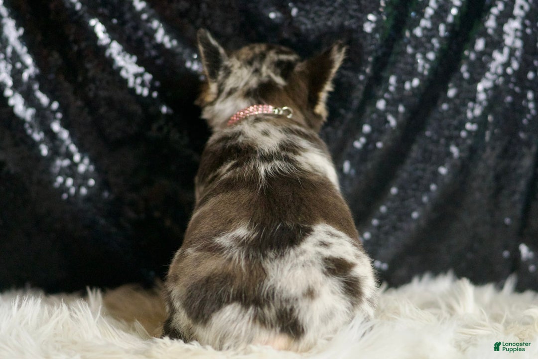French Bulldog dogs for sale: Mocha - Image 4