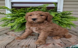 Goldendoodle dogs for sale: Cash - Image 10
