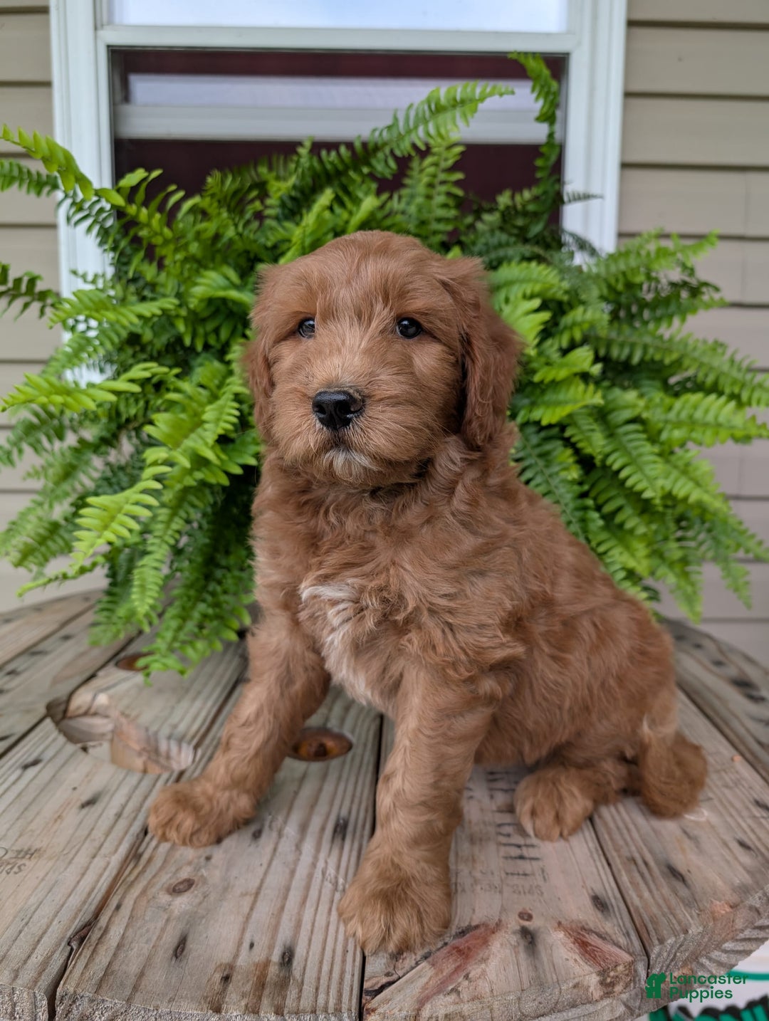 Goldendoodle dogs for sale: Cash - Image 10