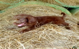 Labradoodle dogs for sale: Cocoa - Image 8