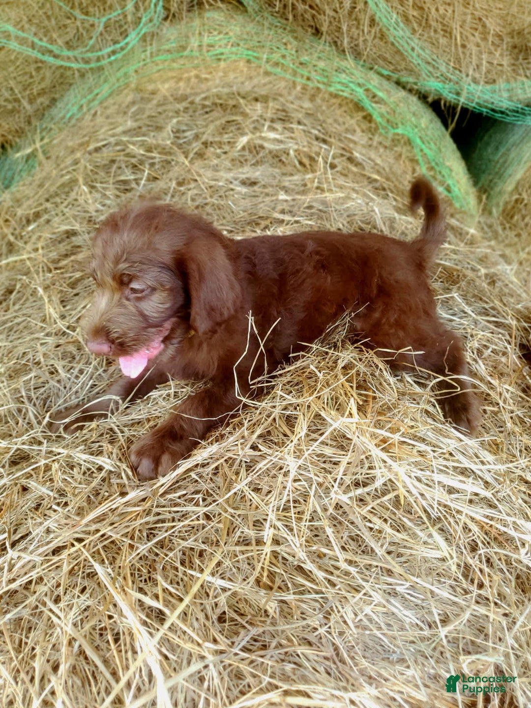 Labradoodle dogs for sale: Cocoa - Image 8