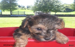 Yorkiepoo dogs for sale: Sammy - Image 22