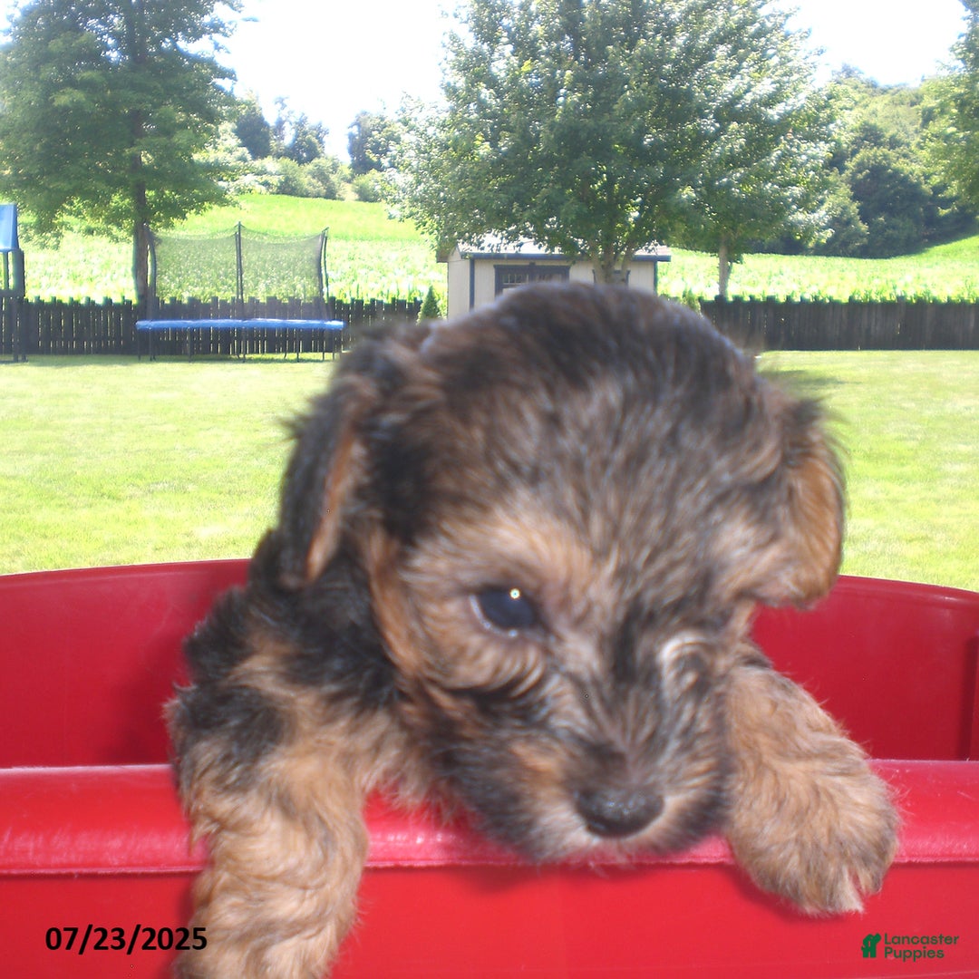 Yorkiepoo dogs for sale: Sammy - Image 22