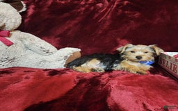 Yorkshire Terrier dogs for sale: Milo - Image 6
