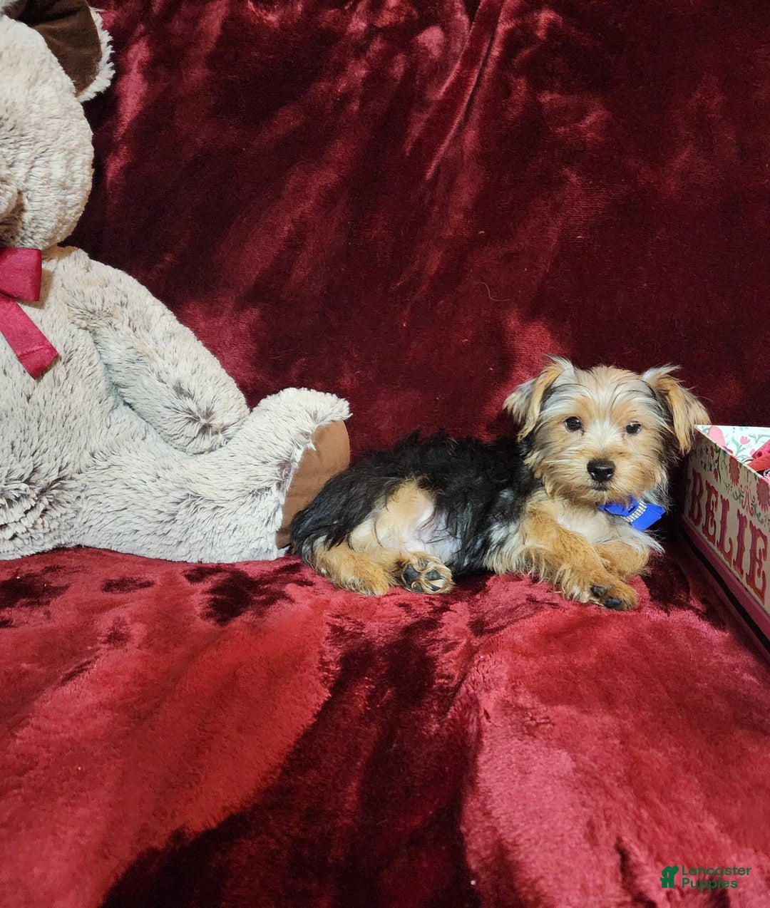 Yorkshire Terrier dogs for sale: Milo - Image 6