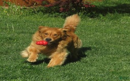 Golden Retriever dogs for sale: Erin - Image 34