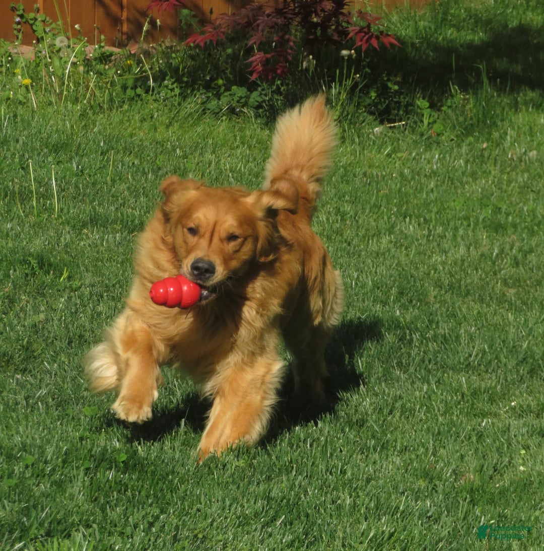 Golden Retriever dogs for sale: Erin - Image 34