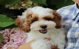 Miniature Poodle dogs for sale: Lily - Image 25